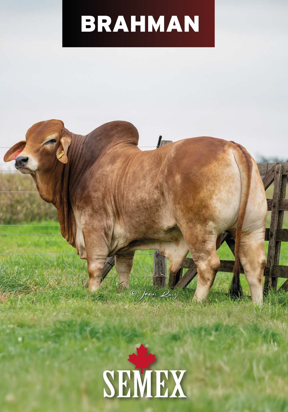 BRAHMAN