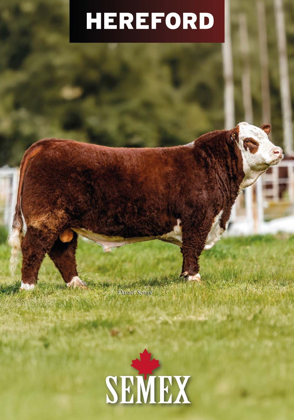 HEREFORD